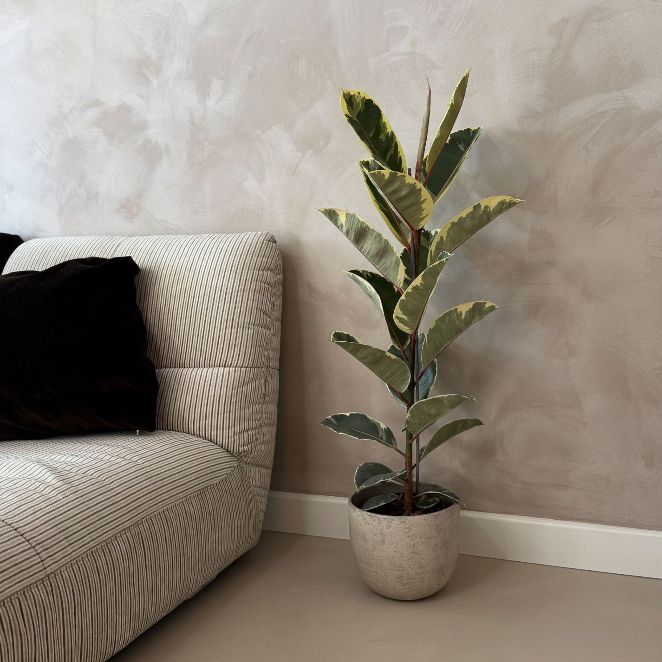 Rubberplant - Ficus Elastica'Tineke'- Hoogte 75-100cm -⌀24cm