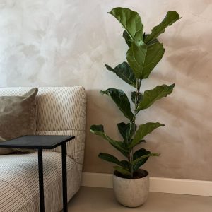 Vioolbladplant - Ficus Lyrata - Hoogte 80-100cm -⌀24cm