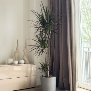Drakenbloedboom - Dracaena marginata - Hoogte 110-130cm -⌀24cm