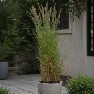 Bont struisriet - Set van 2 - Calamagrostis'Overdam'- Hoogte 20-30cm -⌀23cm