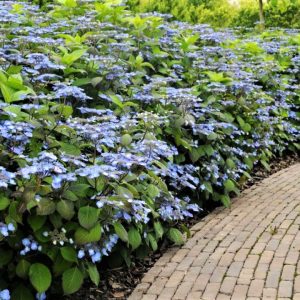 Hortensia - Set van 2 - Hydrangea'Magic Pillow'- Hoogte 25-40cm -⌀19cm