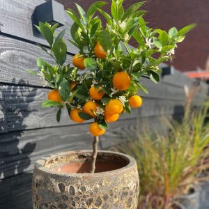 Sinaasappelboom - Set van 3 - Citrus mitis Calamondin - Hoogte 25-40cm -⌀9cm
