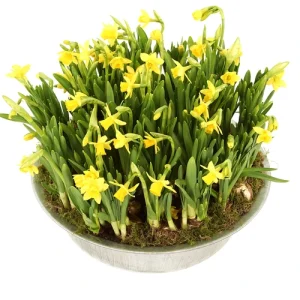 Bollen schaal Ø 30cm vol met narcissen