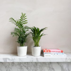 Kleine kamerpalmen - Set van 2 - Dypsis, Chamaedorea - Hoogte 25-40cm -⌀12cm
