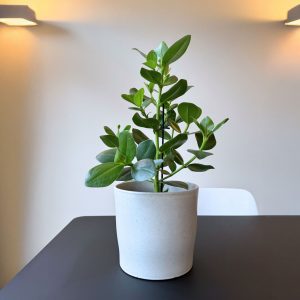 Varkensboom - Clusia rosea'Princess'- Hoogte 50-60cm -⌀17cm