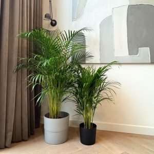 Areca goudpalm - Dypsis lutescens - Hoogte 100-120cm -⌀21cm