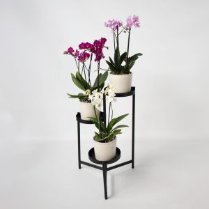 Vlinderorchidee - Mix van 3 - Phalaenopsis Multiflora - Hoogte 35-45cm -⌀12cm