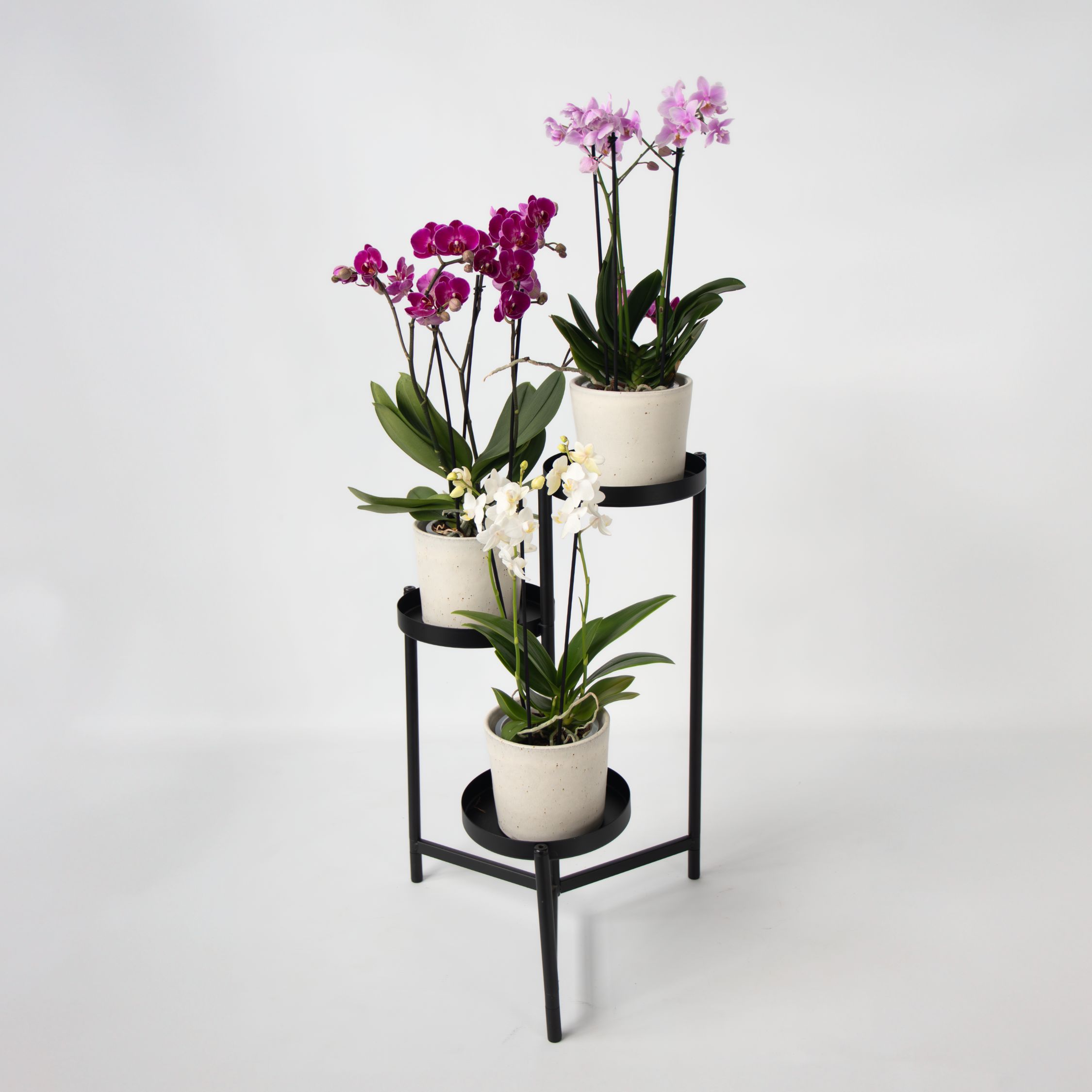 Vlinderorchidee - Mix van 3 - Phalaenopsis Multiflora - Hoogte 35-45cm -⌀12cm