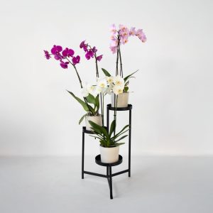 Vlinderorchidee - Mix van 3 - Phalaenopsis - Hoogte 50-60cm -⌀12cm