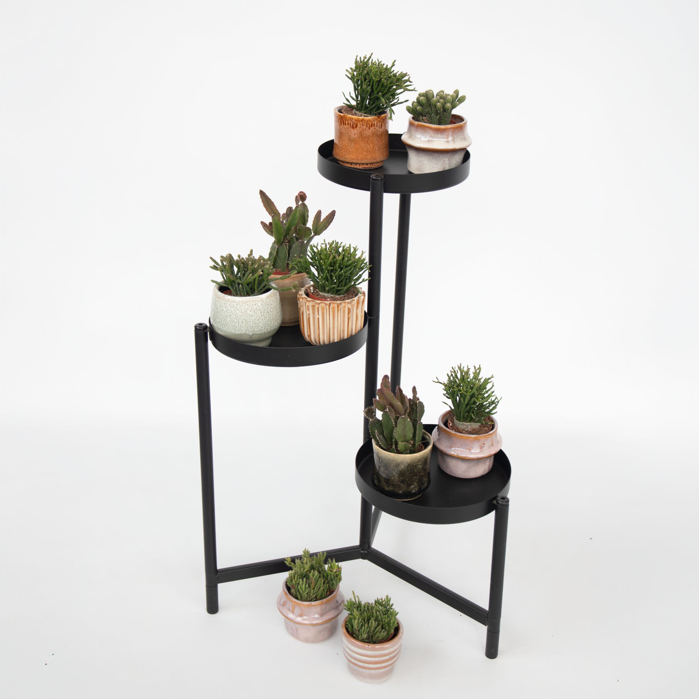 Koraalcactus Mix - Rhipsalis - Mix van 6 - Hoogte 8-12 cm - Pot 5.5 cm