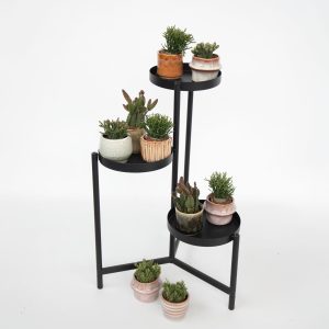 Koraalcactus Mix - Rhipsalis - Mix van 12 - Hoogte 8-12 cm - Pot 5.5 cm