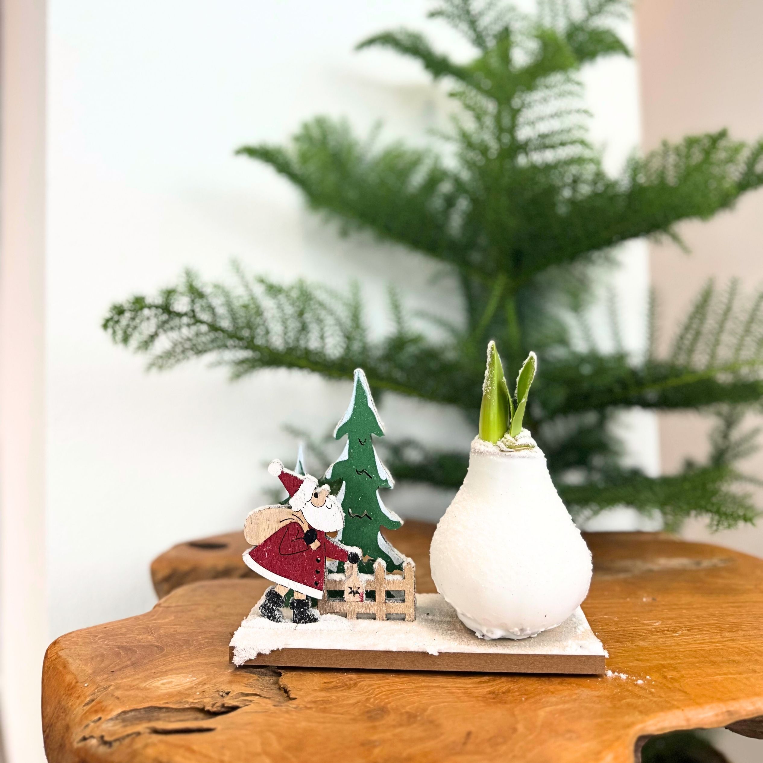 Amaryllis - Hippeastrum'Winter Wonderland Santa'