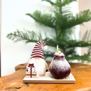 Amaryllis - Hippeastrum'Winter Wonderland Gnoom'