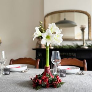 Amaryllis - Hippeastrum'Kerstkrans'- Rood