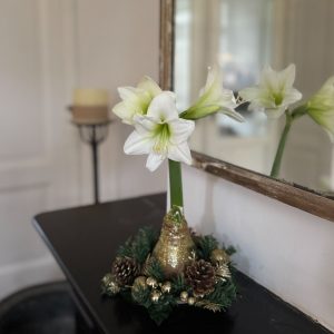Amaryllis - Hippeastrum'Kerstkrans'- Goud