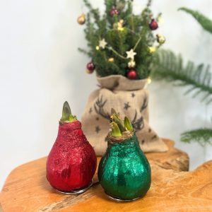 Amaryllis - Hippeastrum'Glitter Duo'- Rood en groen