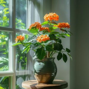 Voetzoekerbloem - Set van 2 - Crossandra'Fortuna'- Hoogte 20-30cm -⌀13cm