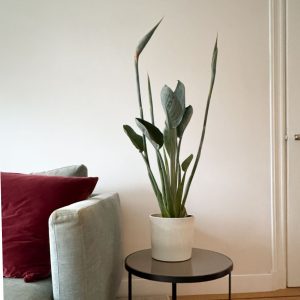 Paradijsvogelbloem - Strelitzia reginae - met bloemen - Hoogte 70-100cm -Ø19cm