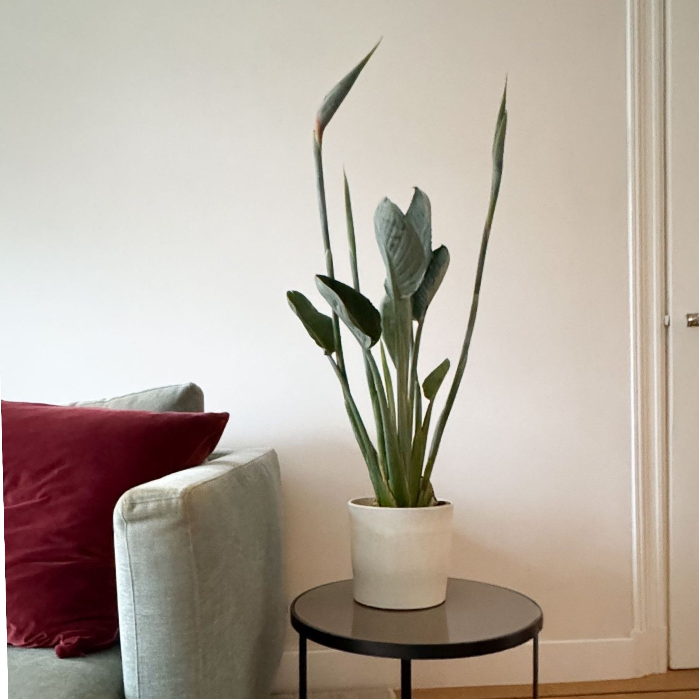 Paradijsvogelbloem - Strelitzia reginae - met bloemen - Hoogte 70-100cm -Ø19cm