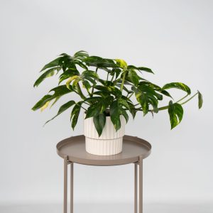 Epipremnum pinnatum'Goldfinger'- Goudrank - Hoogte 25-35 cm -ø17cm