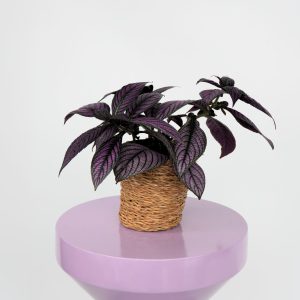 Strobilantus'Metallica'- Strobilanthes dyeriana - Hoogte 20-30cm -ø12cm