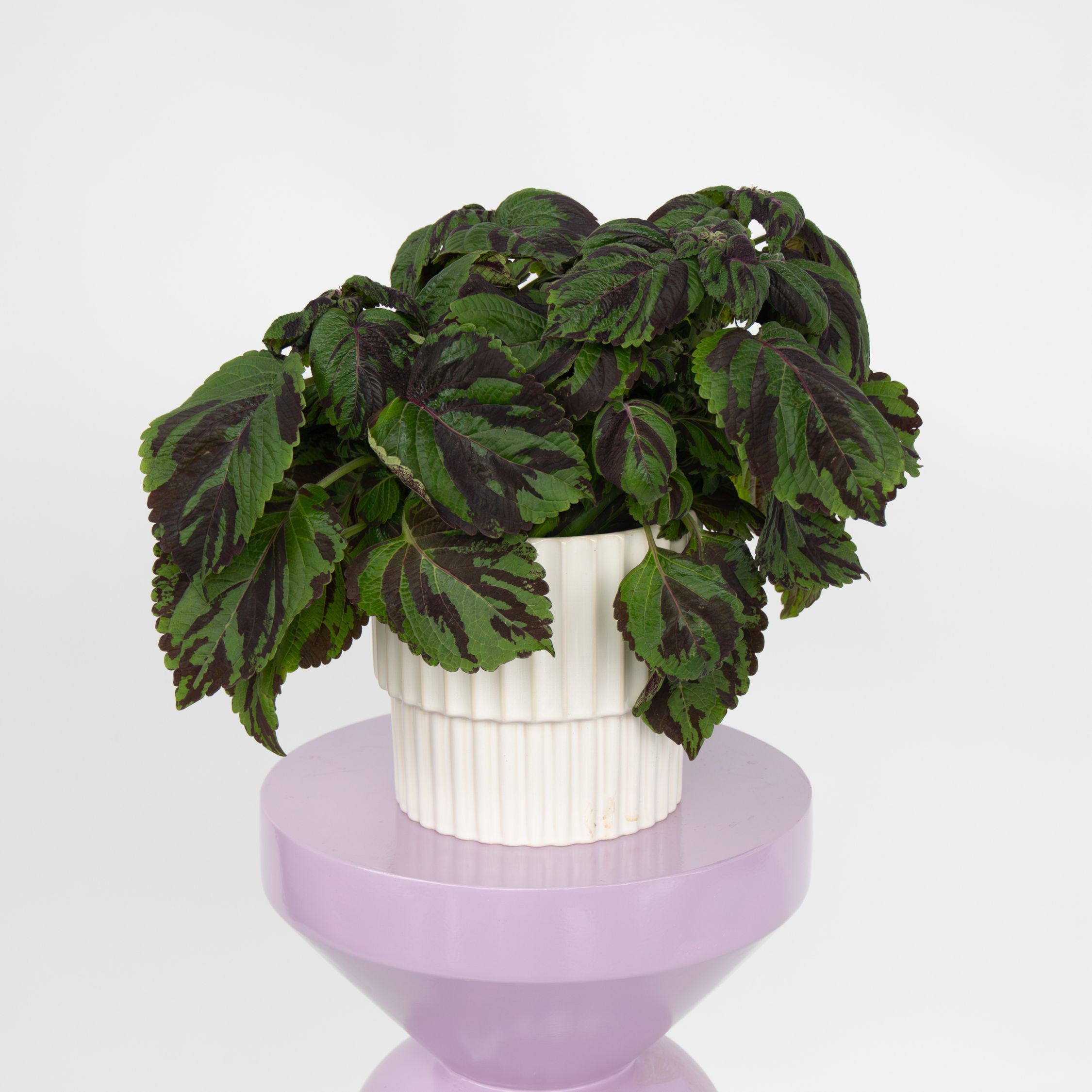 Coleus'Tiger'- Siernetel - Hoogte 25-35cm -ø17cm