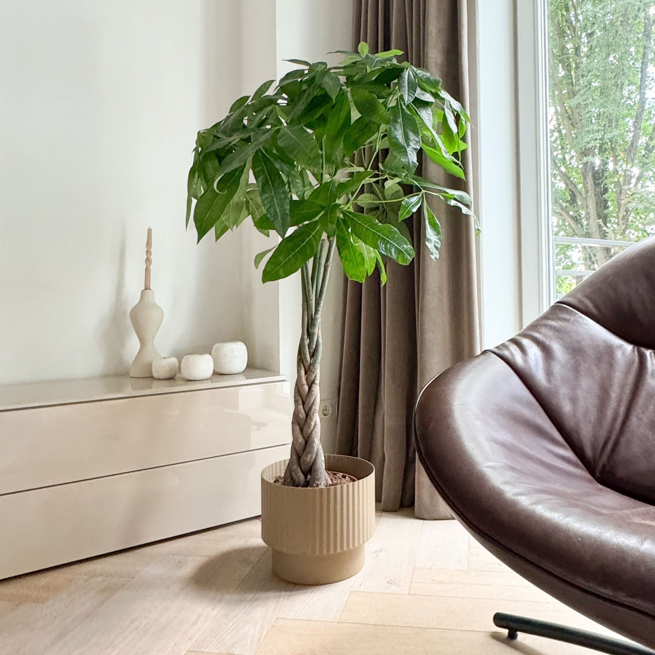 Geldboom - Pachira aquatica - Hoogte 100-120cm -⌀24cm