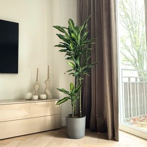 Drakenbloedboom - Dracaena fragrans'Cintho'- Hoogte 140-150cm -⌀24cm