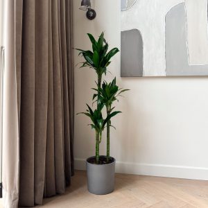 Drakenbloedboom - Dracaena deremensis'Janet Craig'- Hoogte 140-150cm -⌀24cm