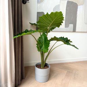 Olifantsoor - Alocasia'Portodora'- Hoogte 110-120cm -⌀32cm