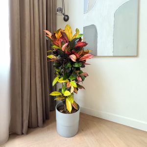 Croton - Codiaeum variegatum'Mrs. Iceton'- Hoogte 60-70cm -⌀19cm