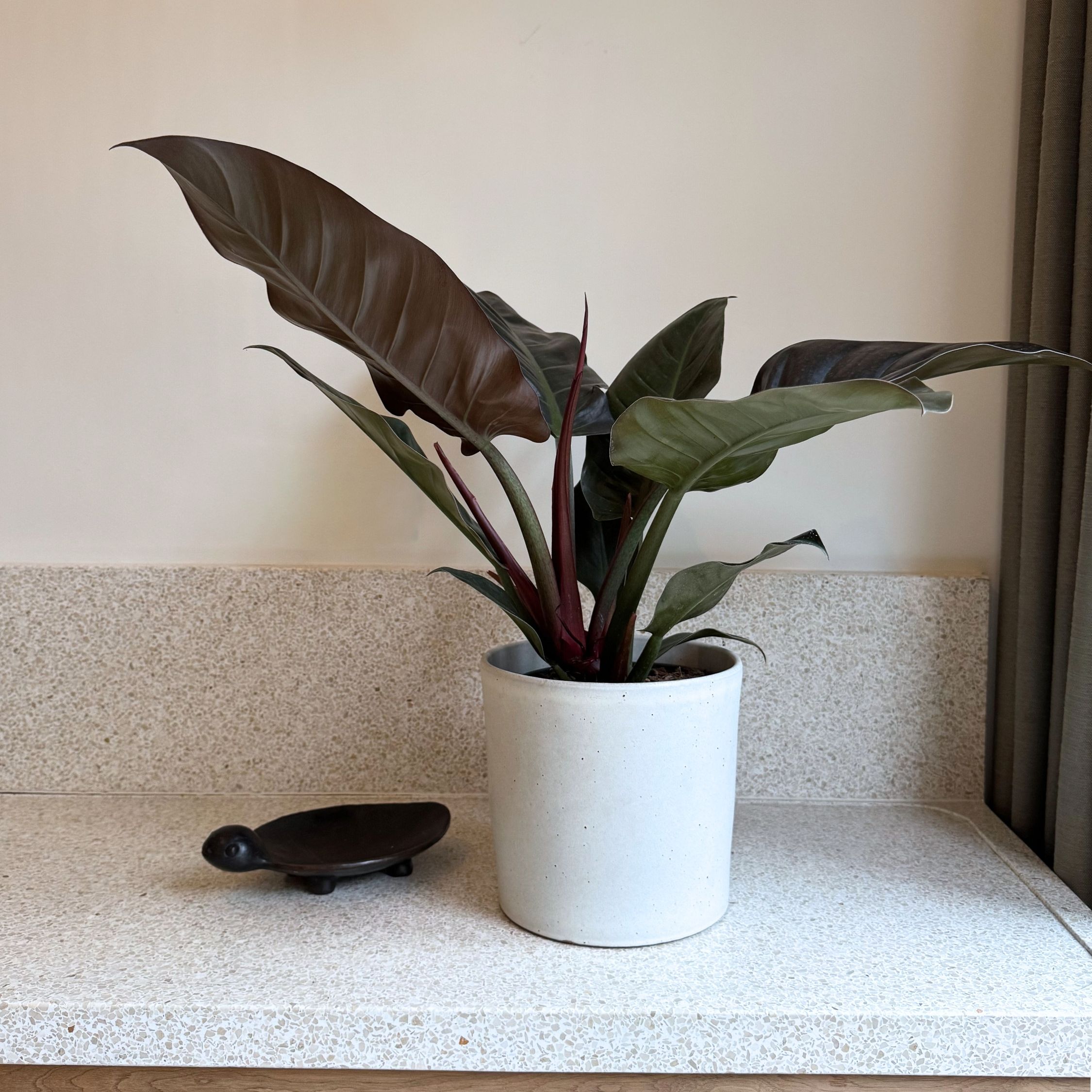 Philodendron - Philodendron'Imperial Red'- Hoogte 50cm -⌀19cm