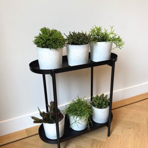 Koraalcactus Mix - Rhipsalis - Mix van 6 - Hoogte 15-20 cm - Pot 12 cm