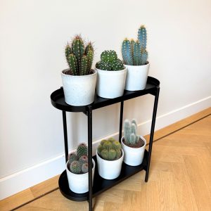 Cactusmix - Set van 6 - Cactus - Hoogte 15-20cm -⌀10,5cm