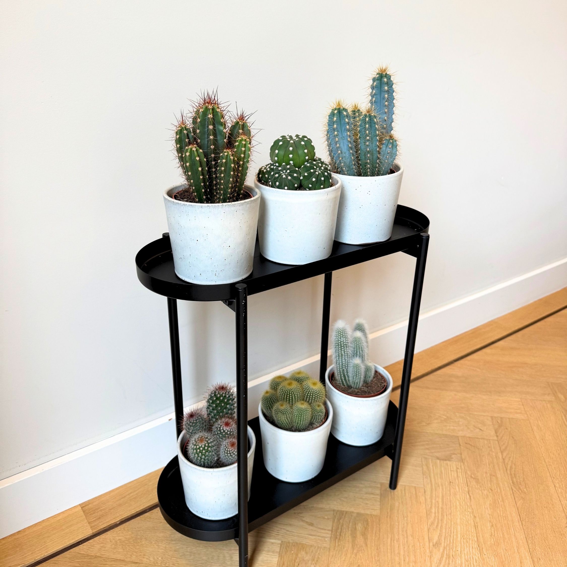 Cactusmix - Set van 6 - Cactus - Hoogte 15-20cm -⌀10,5cm