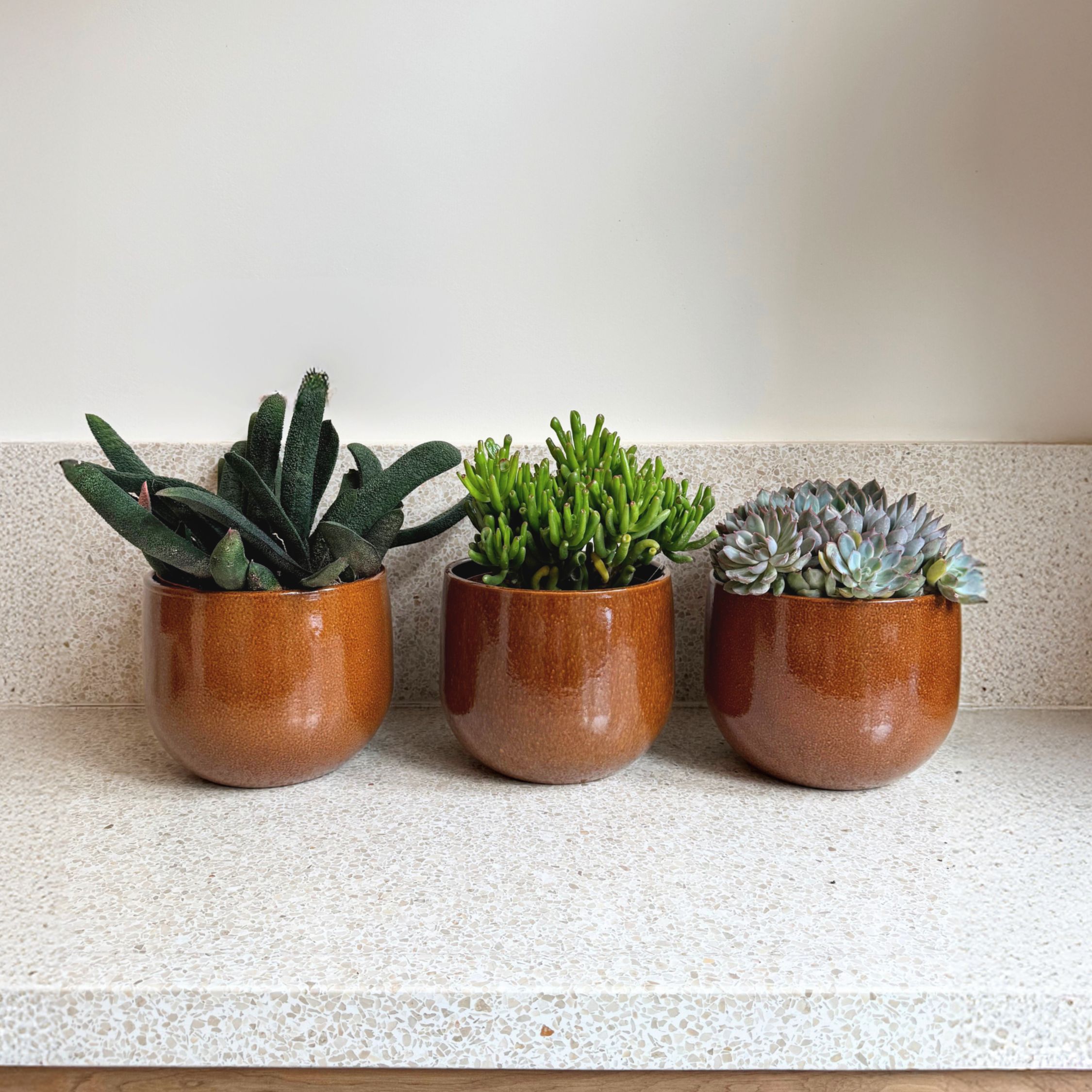Vetplanten - Set van 3 - Succulent Mix - Hoogte 30-35cm -⌀17cm