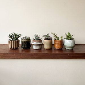 Mini-vetplanten - Set van 6 - Succulent Mix - Hoogte 5-10cm -⌀5,5cm