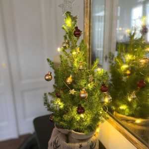 Mini-kerstboom met juten zak - Picea glauca‘Conica’ - Hoogte 55-65cm - ⌀15cm