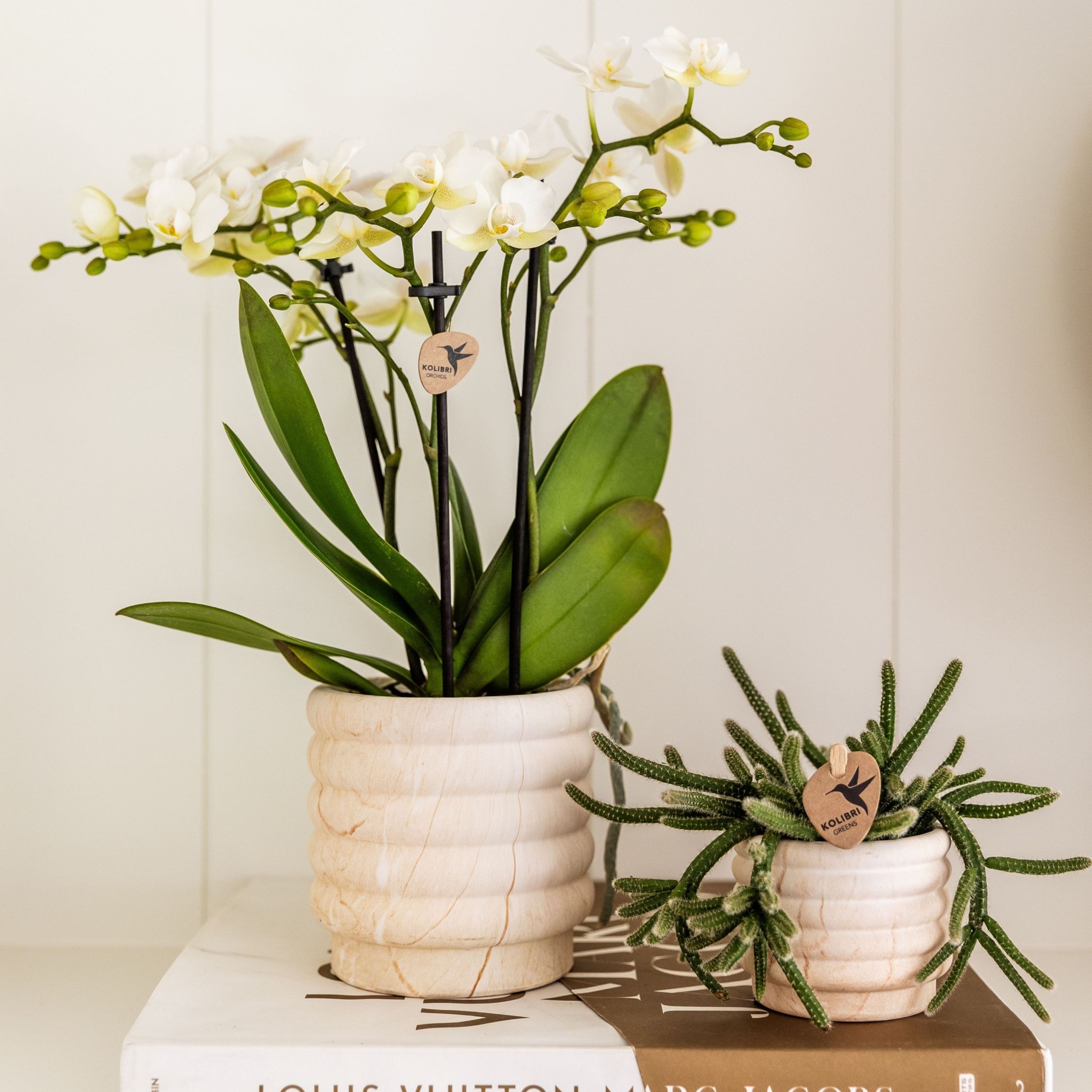 Cadeauset orchidee'Marble S'- Phalaenopsis - Hoogte 30cm