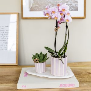 Cadeauset orchidee'Pink S'- Phalaenopsis - Hoogte 30cm