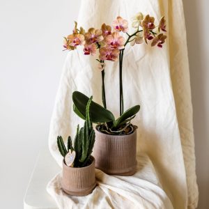 Cadeauset orchidee'Cocktail S'- Phalaenopsis - Hoogte 30cm