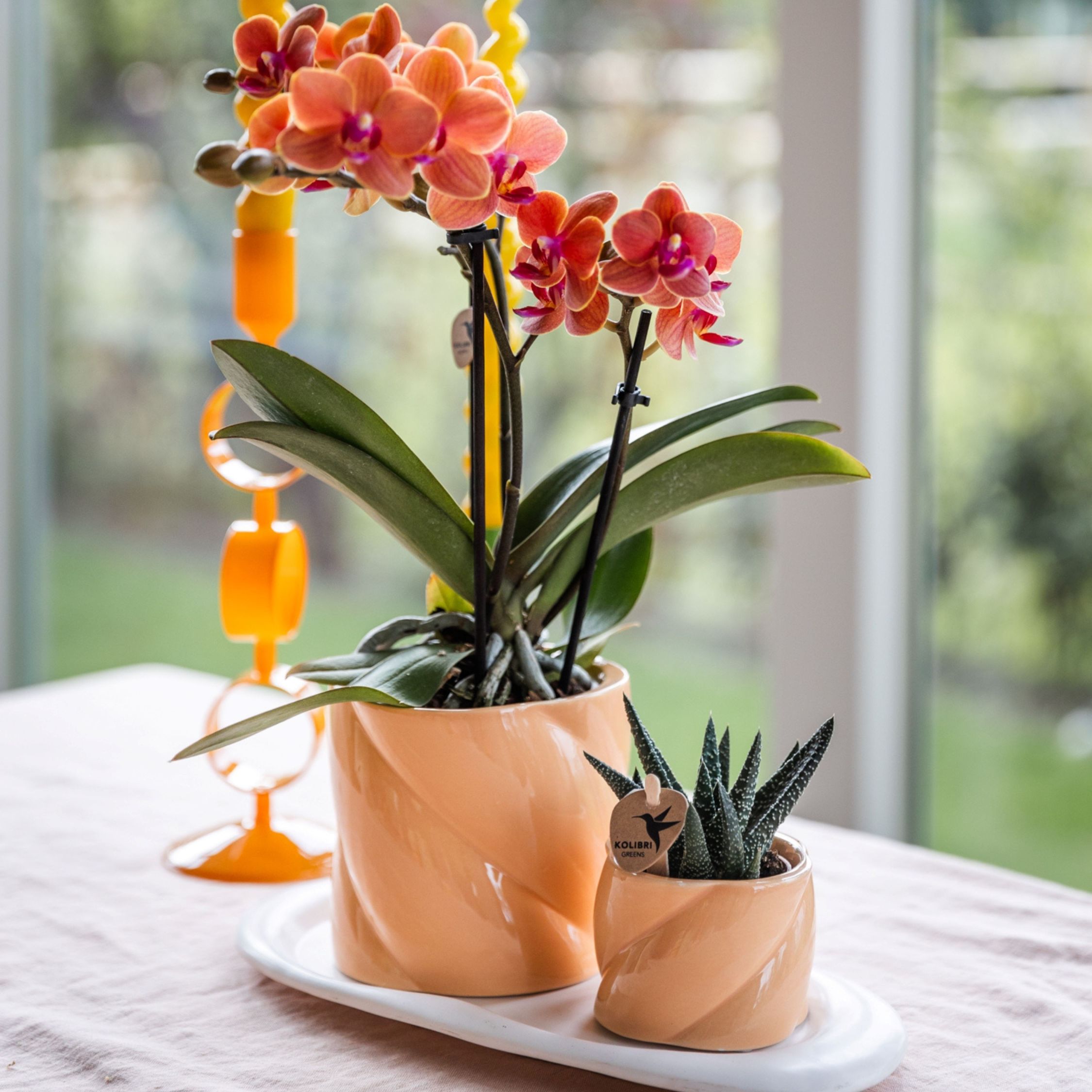 Cadeauset orchidee'Orange S'- Phalaenopsis - Hoogte 30cm