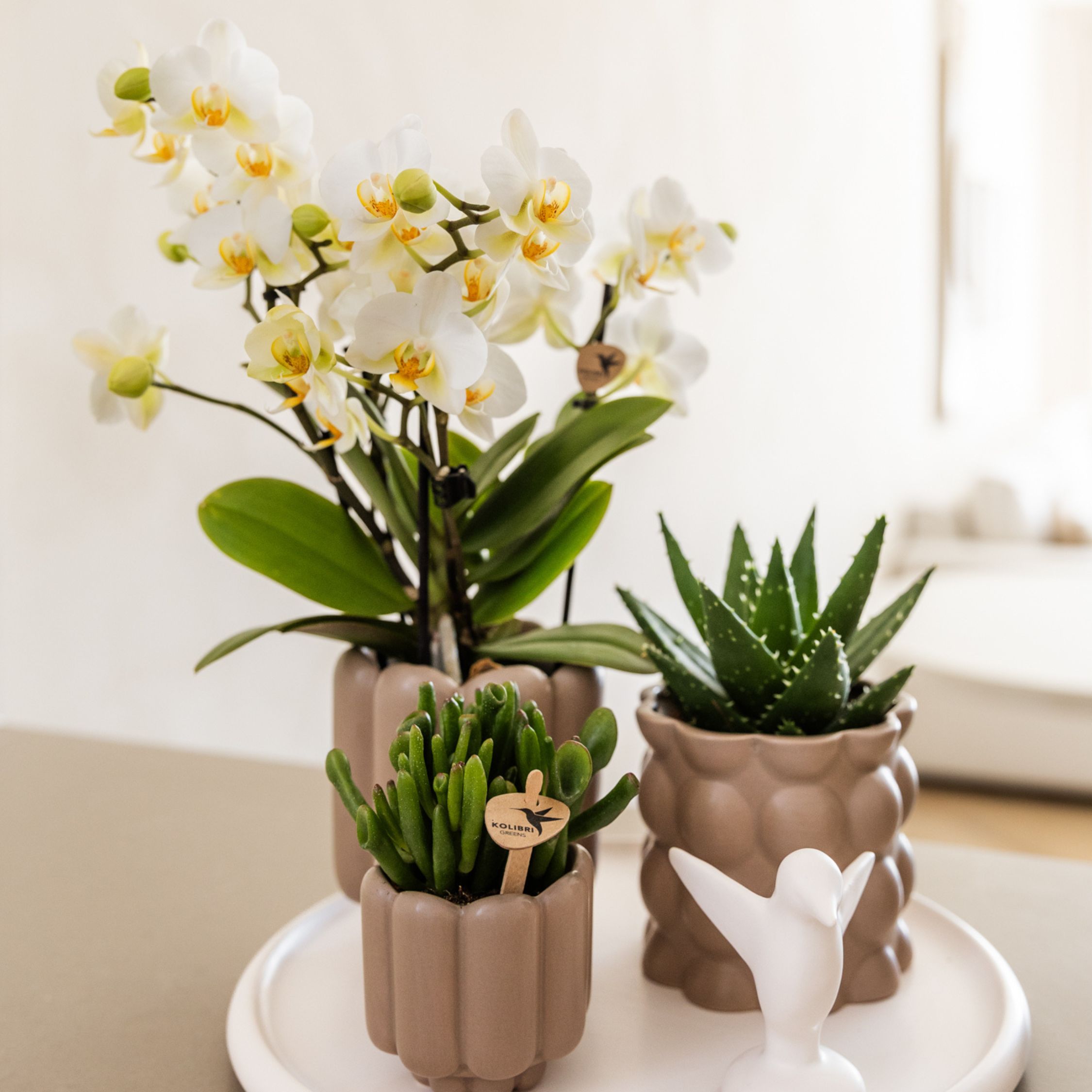 Cadeauset orchidee'White Tray XL'- Phalaenopsis - Hoogte 35cm