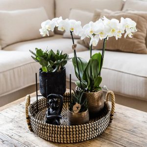 Cadeauset orchidee'Copper XL'- Phalaenopsis - Hoogte 35cm