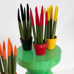 Vrouwentong - Set van 3 - Sansevieria cylindrica - Hoogte 20-40cm -⌀9cm